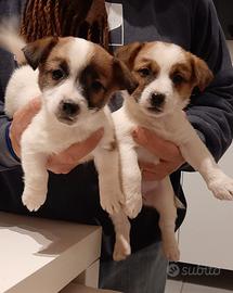 Jack russell terrier