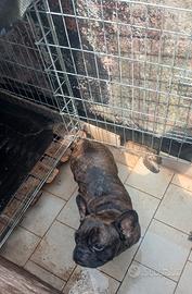 Bulldogg francese