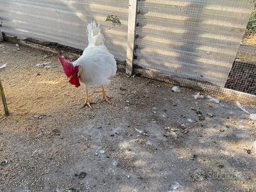 Galline razza Livornese