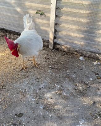 Galline razza Livornese