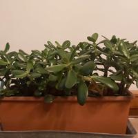 Crasula in vaso