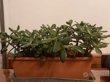 Crasula in vaso