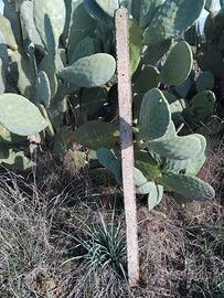 paletti in cemento per vigna