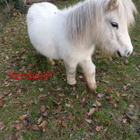 Pony femmina