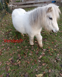 Pony femmina