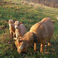 Capretti maschi 70 Euro