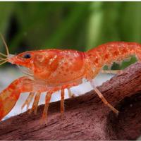 Gambero Nano arancione CPO