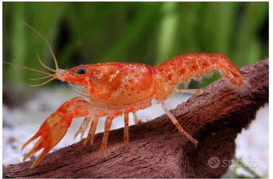 Gambero Nano arancione CPO