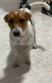 Jack russel