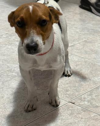 Jack russel