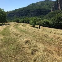 Fieno per Conigli Biologico