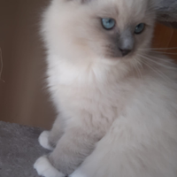 Cucciolo ragdoll
