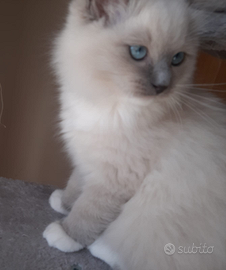 Cucciolo ragdoll