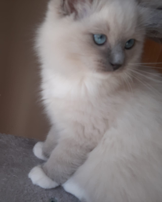 Cucciolo ragdoll