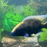 Ciclide Malawi (Aulonocara Baenschi)