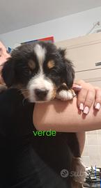 Cuccioli bovari del bernese