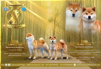 Cuccioli di shiba inu con pedigree di alta qualità