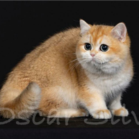 British Shortair Jacky