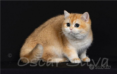 British Shortair Jacky