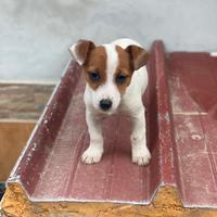 Jack Russell