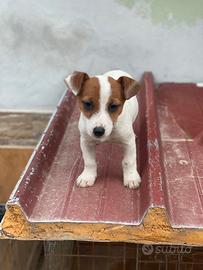 Jack Russell