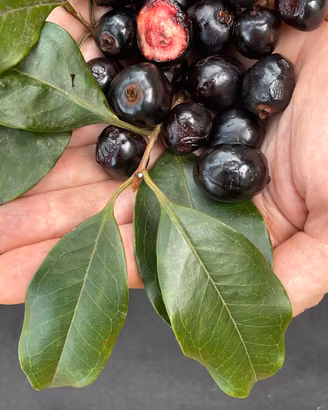 Eugenia Pruniformis 