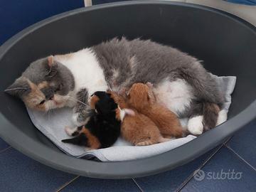 Gattini Persiani ed Esotici