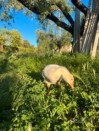 2 Maschi Oche bianchi