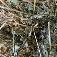 fieno di erba medica e foraggio seminato