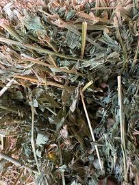 fieno di erba medica e foraggio seminato