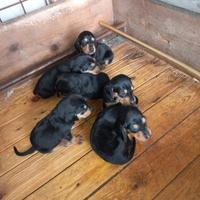 Cucciolo segugio italiano