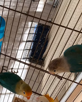 Inseparabili pappagalli coppia 3460315916