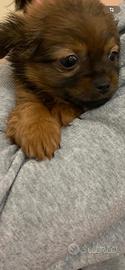 Cuccioli morkie