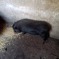 Scrofette nane vietnamita