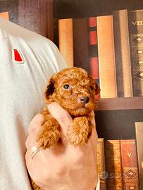Cuccioli di barboncino Toy rosso