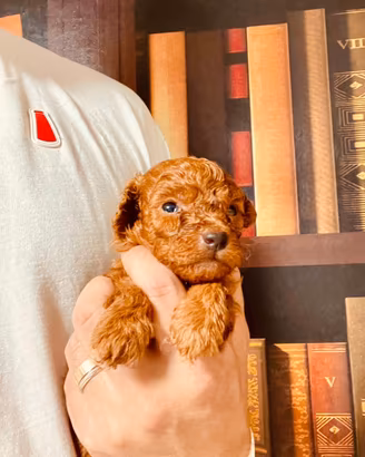 Cuccioli di barboncino Toy rosso