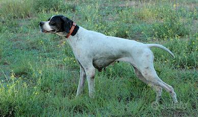 Pointer pronta caccia