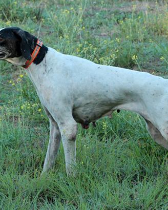Pointer pronta caccia