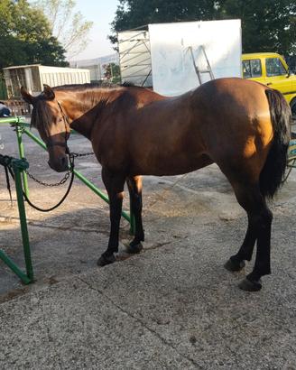 pensione in box per cavalli 