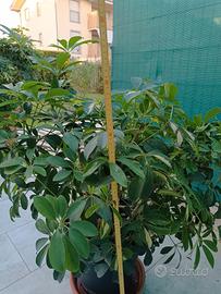 pianta schefleria cm 90