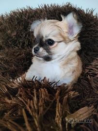 Chihuahua a rimborso spese