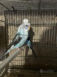 Coppia cocorite ala nera serie Blu