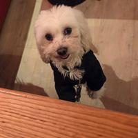 Maltese per accoppiamento o monta