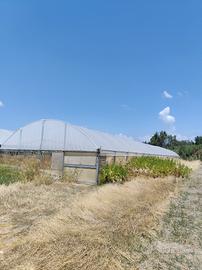 Serra agrigola