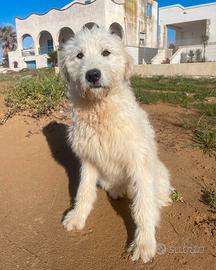 Cucciolo abbandonato spinone italiano