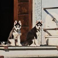 Siberiano husky