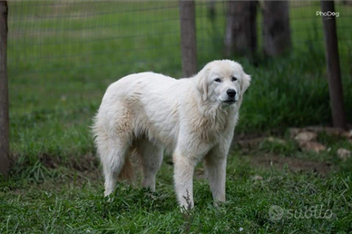 Cuccioli di Maremmani in adozione