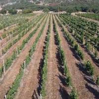 Vigna di moscato DOC