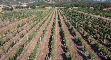 Vigna di moscato DOC