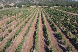 Vigna di moscato DOC